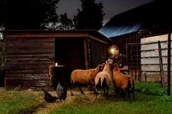 Ledlenser ML6 Rechargeable Lantern | Powerbank -Caravan Sales Store ML6 2